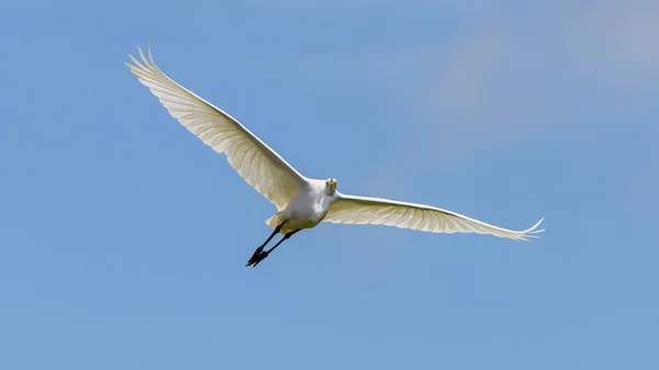 Stor Vit Egret Flyger Mot Klarblå Himmel Sprid Vingar Och — Stockfoto