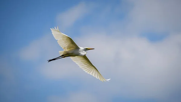 Wielki Egret Ardea Alba Locie Pokazuje Pełną Rozpiętość Skrzydeł Niski — Zdjęcie stockowe