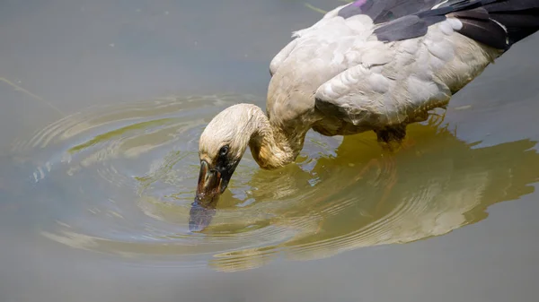 Asiatisk Stork Fågel Jagar Fisk Grund Vattenbäck Doppa Näbben Vattnet — Stockfoto