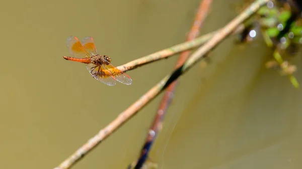 把珍珠蜻蜓扔在溪流之上 坐在手杖的边缘 — 图库照片