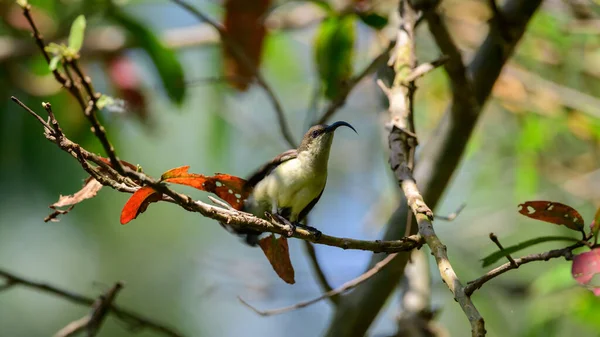 黄雀的雌鸟栖息和抖动翅膀 — 图库照片