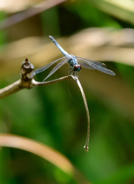 Belle Sombre Lieutenant Brachydiplax Sobrina Libellule Couleur Bleue Assise Sur — Photo