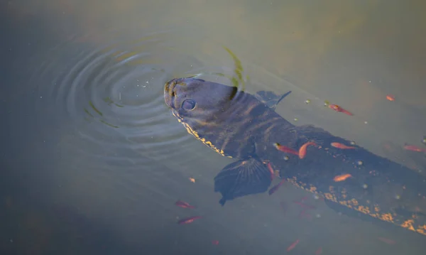 Snakehead Murrel Fish Its Babies Swim Close Overhead Shot Water — Foto Stock