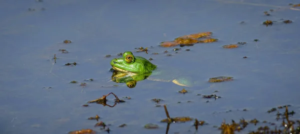 Indischer Fünffingerfrosch Lugt Aus Der Wasseroberfläche — Stockfoto