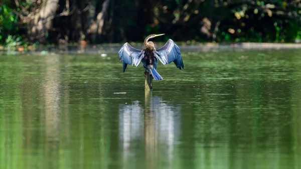 Oriental Darter Perch Pole Lake Spread Wings Drying Out Wings — стоковое фото