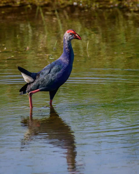 Grey Headed Swamphen Foraging Shallow Waters Diyasaru Park Thalawathugoda — Foto de Stock