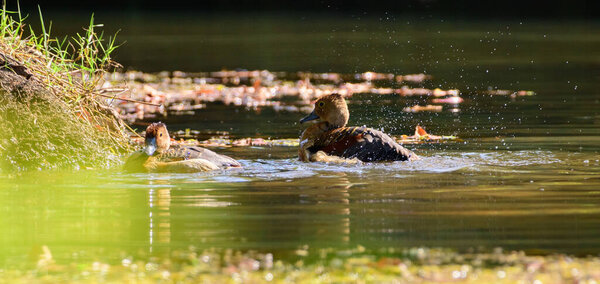 Малые свистящие утки плавают в воде вечером в парке Диясару.