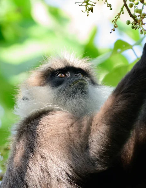 Hongerige Paarse Languraapjes Kijken Naar Wilde Vruchten Boom Bedreigde Apensoort — Stockfoto