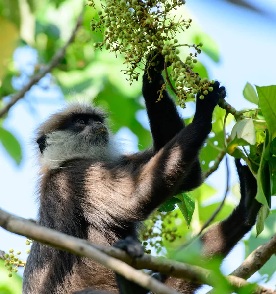 Western Purple Faced Langur Monkey Sitting Tree Branch Eating Wild — стоковое фото