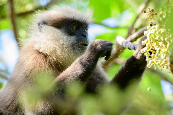 Hungry Purple Faced Langur Monkey Eats Wild Fruits Close Photograph — стоковое фото