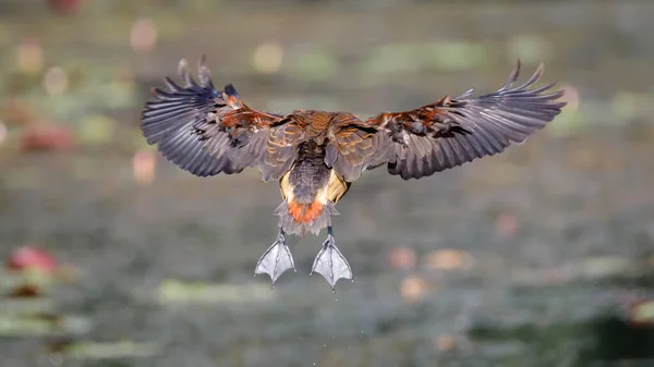 Mindre Visslande Teal Flygning Full Vingspann Display Från Bakom Fågeln — Stockfoto