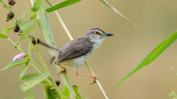 Plain Prinia Known White Browed Wren Warbler Perched Grass Reed — Foto de Stock