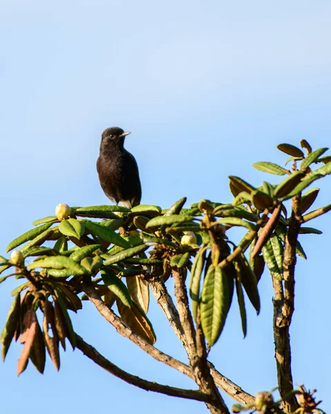 Pied Bushchat Male Bird Perch Top Tree Leaves Horton Plains — Fotografie, imagine de stoc