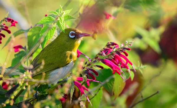 Sri Lanka Vit Ögonfågel Abborre Blommande Gren Tidigt Morgonen — Stockfoto