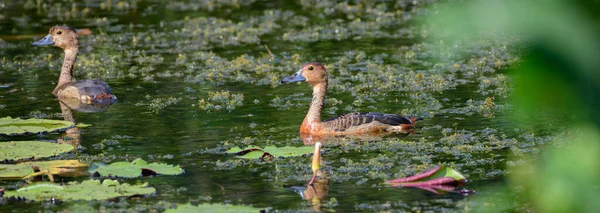 Mała Gwiżdżąca Para Kaczek Przepływająca Przez Pływającą Roślinność Jeziorze Parku Zdjęcia Stockowe bez tantiem