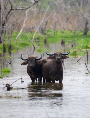 Pair of Asian wild water buffaloes standing in the marsh waters and looking at the camera, Yala national park. clipart