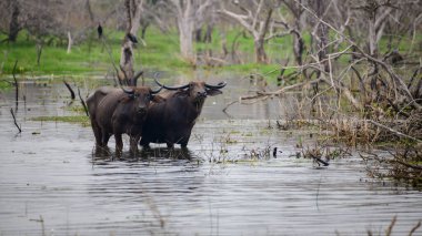 Bataklık sularında dikilen ve kameraya bakan bir çift Asya vahşi su bufalosu Yala Milli Parkı.