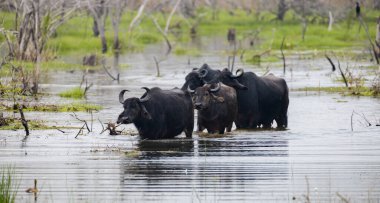 A Group of Asian wild water buffaloes moving in the marsh waters, Yala national park. clipart