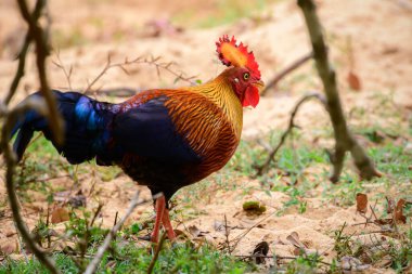 Güzel Sri Lanka orman kuşları Yala Ulusal Parkı 'nın ormanlarını arıyor. Sri Lanka' nın yerli ve ulusal kuşları..