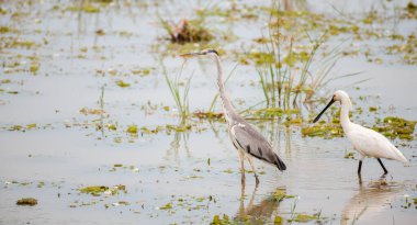 Gri balıkçıl ve Avrasya kaşık gagası Yala Ulusal Parkı 'ndaki sığ göl kıyısında birlikte avlanıyor..