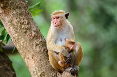 Anne toque macaque maymunu yeni doğmuş bebeğini tutuyor, bir ağacın üzerinde oturuyor. Maymun aile fotoğrafı..