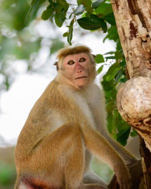 Genç maymun bir dala oturmuş ve Yala Ulusal Parkı 'ndaki kameraya yakından bakıyor..