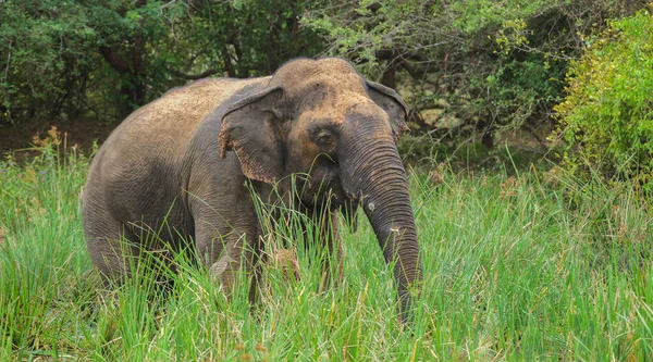 Großer Asiatischer Elefant Steht Sumpf Und Weidet Frisches Grünes Gras — Stockfoto