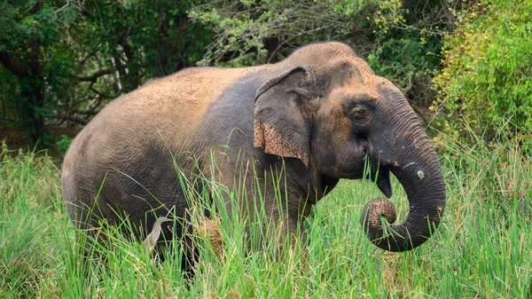 Großer Asiatischer Elefant Steht Sumpf Und Weidet Frisches Grünes Gras — Stockfoto