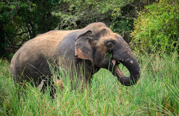 Großer Asiatischer Elefant Der Sumpf Steht Und Frisches Grünes Gras — Stockfoto
