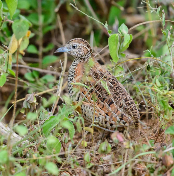 Vergitterte Knopfwachteln Turnix Suscitator Auf Nahrungssuche Durch Die Büsche — Stockfoto