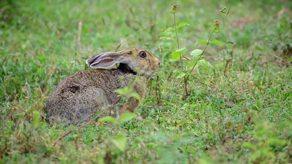 インドのウサギは芝生のフィールドに近い側のビューの写真に休んで — ストック写真