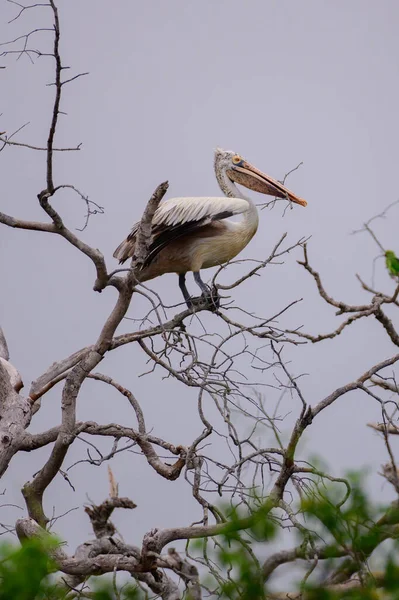 Пелікан Збирає Сухі Палички Гнізда Розмножує Сезон Помічений Національному Парку — стокове фото