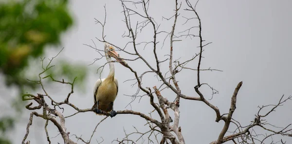 Grzęda Pelikana Gałązce Martwego Drzewa Przeciwko Ciemnemu Ciemnemu Niebu Zauważono — Zdjęcie stockowe