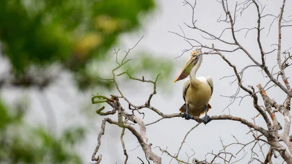 Vlekkeloze Pelikaan Een Dode Boomtak Tegen Donkere Sombere Lucht Gespot — Stockfoto