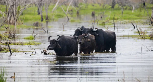 在亚拉国家公园湿地水域活动的一群亚洲野生水牛 — 图库照片