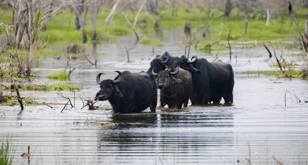 Grupo Búfalos Asiáticos Água Selvagem Movendo Nas Águas Pântano Parque — Fotografia de Stock