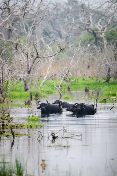 Een Groep Wilde Waterbuffels Baadt Het Moeras Omringd Door Dode — Stockfoto