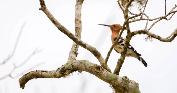 Schöner Eurasischer Wiedehopf Yala Nationalpark — Stockfoto