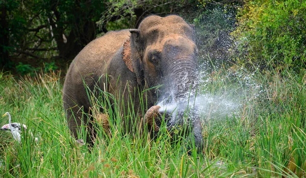 Grand Éléphant Asie Pulvérisation Eau Dans Marais Refroidissement Dans Chaleur — Photo