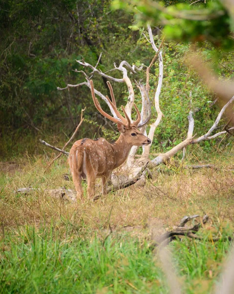 巨大な釣り人がジャングルの中に立っている雄大な鹿は 周囲の危険性に注意してください — ストック写真