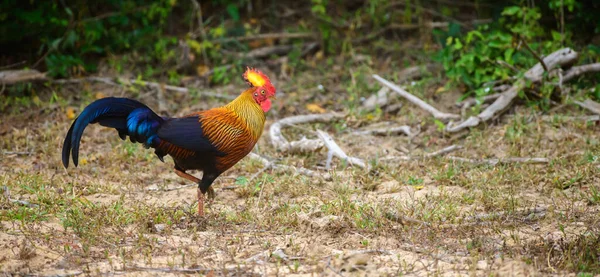 Piękne Ptaki Dżungli Sri Lanki Żerujące Lasach Parku Narodowego Yala — Zdjęcie stockowe