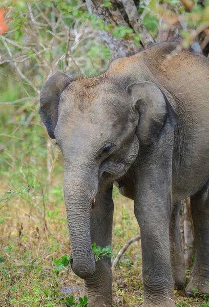 Niedlicher Baby Elefant Frisst Grüne Blätter Yala Nationalpark Isolierte Baby — Stockfoto