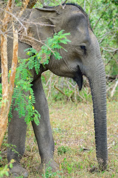 Reiferes Elefantenweibchen Auf Nahrungssuche Großaufnahme — Stockfoto