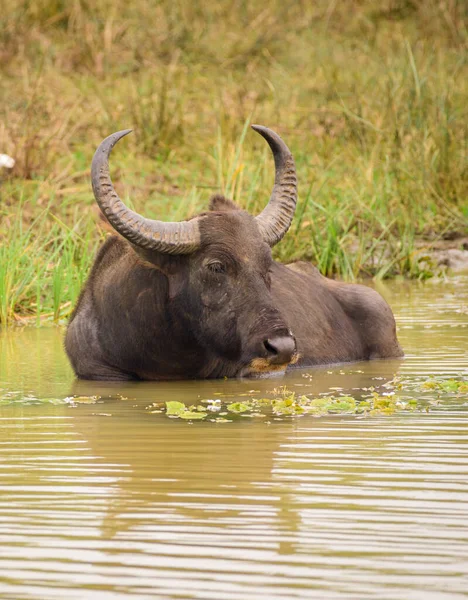 Buffalo Selvatico Che Rinfresca Nella Pozza Acqua Sera Parco Nazionale — Foto Stock