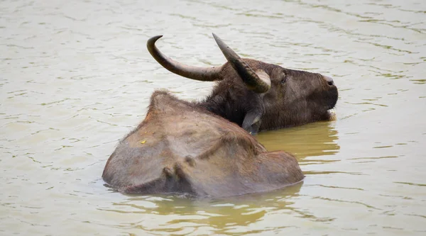 Buffalo Selvatico Che Rinfresca Nella Pozza Acqua Sera Parco Nazionale — Foto Stock