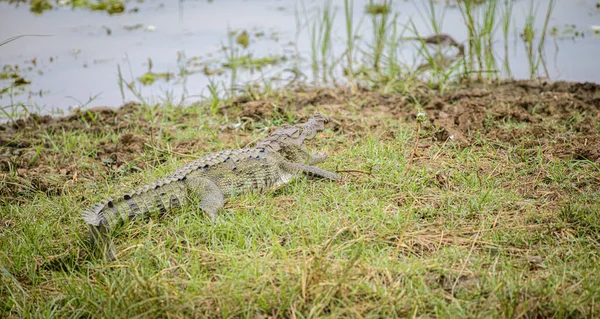 Énorme Crocodile Agresseur Reposant Sur Rive Lac Parc National Yala — Photo