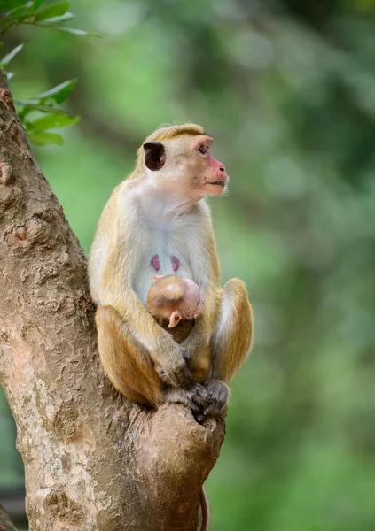Retrato Família Macaco Bonito Toque Mãe Macaco Bebê Sentado Uma — Fotografia de Stock