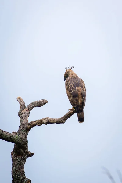 Changeable hawk-eagle perch on a dead tree branch, view from birds back against the clear skies.