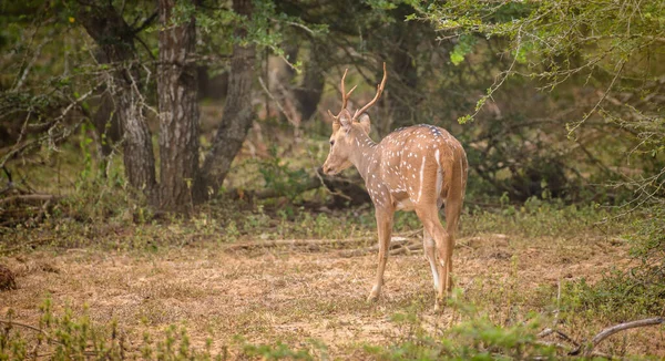 ヤラ国立公園の茂みに足を踏み入れる鹿 鹿の後部ビューを持つ美しいスリランカの軸鹿 — ストック写真