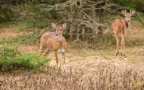 若いセイロンのペアは 夕方に鹿が慎重に餌を食べているのを発見しました ヤラ国立公園の乾季 — ストック写真